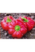 Muka Botanik Süper Paket 100 Tohum Nadir Ithal Tatlı Domates Biberi Tohumu Biber Tohumu thumbnail 3