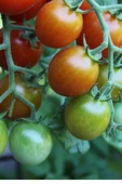 Muka Botanik Italyan Domates Ağacı Tohumu / +5 Adet Tohum thumbnail 5