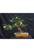 Muka Botanik Pembe Gül Bonzai Ağacı Tohumu Ekim Seti thumbnail 4