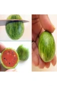 Muka Botanik Baby Karpuz Tohumu Ekim Seti thumbnail 4