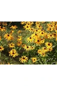 Muka Botanik 20 Adet Black Eyed Susan Tohumu thumbnail 5