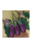 Muka Botanik Antep Dolmalık Kurutmalık Patlıcan Tohumu 25 Adet Tohum thumbnail 2