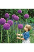 Muka Botanik Dev Allium Tohumu Ekim Seti thumbnail 4