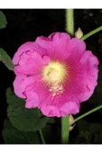 Muka Botanik 20 Adet Mixed Colors Hollyhock Country Romance Tohumu thumbnail 4