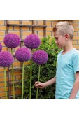 Muka Botanik Dev Allium Tohumu Ekim Seti thumbnail 3