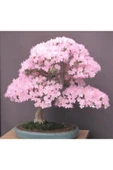 Muka Botanik Bodur Cherry Blossom Bonzai Ağacı Tohumu 5 Adet Bonsai Ağacı Tohumu thumbnail 1