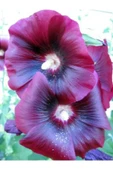 Muka Botanik 20 Adet Mixed Colors Hollyhock Country Romance Tohumu thumbnail 5