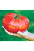 Muka Botanik Ithal Dev Hollanda Domates Tohumu Ekim Seti thumbnail 2