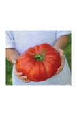 Muka Botanik Süper Paket 500 Adet Tohum Ithal Dev Hollanda Domatesi Tohumu Domates Tohumu thumbnail 1