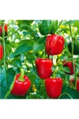 Muka Botanik 50 Adet Nadir Kırmızı Dolmalık Biber Tohumu thumbnail 2