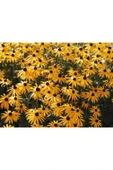 Muka Botanik 20 Adet Black Eyed Susan Tohumu thumbnail 2