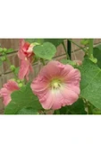 Muka Botanik 20 Adet Mixed Colors Hollyhock Country Romance Tohumu thumbnail 2