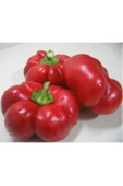 Muka Botanik Tatlı Domates Biberi Tohumu Ekim Seti thumbnail 3