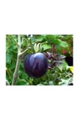 Muka Botanik Nadir Ithal Mor Domates Tohumu 10 Adet Tohum thumbnail 3