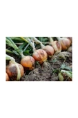 Muka Botanik Kışlık Soğan Tohumu 100 Adet Tohum thumbnail 3