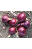 Muka Botanik 30 Adet Tohum Yerli Mor Soğan Tohumu Ata Tohum thumbnail 2