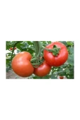 Muka Botanik Çanakkale Domates Tohumu / 10 Tohum thumbnail 2