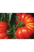 Muka Botanik Nadir Dev Italyan Pileli Domates Tohumu Ekim Seti thumbnail 4