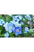 Muka Botanik 10 Adet Unutma Beni Çiçeği Tohumu thumbnail 1