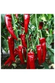 Muka Botanik 60 Adet Tohum Kırmızı Kapya Biber Tohumu Etli Pat Biber Kebaplık Biber Sürpriz Hediye Tohumludur thumbnail 3