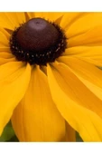 Muka Botanik 20 Adet Black Eyed Susan Tohumu thumbnail 3