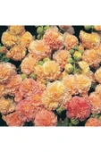 Muka Botanik 10 Adet Double Apricot&rosy-peach Pom Hollyhocks Tohumu thumbnail 2