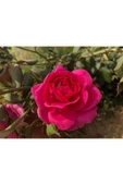 Muka Botanik 10 Adet Mix Clımbıng Rose Rosa Bush Tohumu thumbnail 2