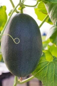 Muka Botanik Hasan Bey Kışlık Siyah Kavun Tohumu / 5+ Adet Tohum thumbnail 3