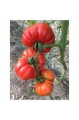 Muka Botanik Meşhur Pileli Köy Domatesi Tohumu Ekim Seti thumbnail 5