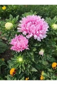 Muka Botanik 10 Adet Natural Aster Milady Pink Heirloom Tohumu thumbnail 4