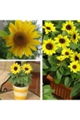 Muka Botanik Süs Ayçiçeği Tohumu Ekim Seti thumbnail 3