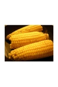Muka Botanik Agrobazaar Tatlı Haşlamalık Mısır Tohumu 20 + Adet Tohum thumbnail 2