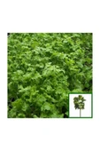 Muka Botanik Nadir Ithal Crinkled Tere Tohumu 200 Adet Tohum thumbnail 3