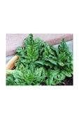 Muka Botanik Kışlık Ispanak 300+ Tohum. thumbnail 2