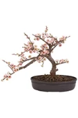 Muka Botanik Bodur Cherry Blossom Bonzai Ağacı Tohumu 5 Adet Bonsai Ağacı Tohumu thumbnail 2