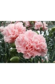 Muka Botanik 10 Adet La France Pınk Carnatıon Tohumu thumbnail 1