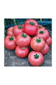 Muka Botanik Nadir Iri Pembe Domates Tohumu 20 Adet Tohum Bulgar Domatesi thumbnail 3