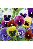 Muka Botanik Ithal Karışık Viola Pensiero Çiçeği Tohumu Ekim Seti thumbnail 3