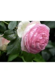 Muka Botanik 10 Adet Angel Wings Miniature Rose Tohumu thumbnail 2