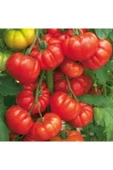 Muka Botanik Meşhur Pileli Köy Domatesi Tohumu Ekim Seti thumbnail 4