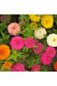 Muka Botanik Karışık Zinna Çiçeği Tohumu Ekim Seti Tohum thumbnail 3