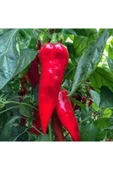 Muka Botanik 60 Adet Tohum Kırmızı Kapya Biber Tohumu Etli Pat Biber Kebaplık Biber Sürpriz Hediye Tohumludur thumbnail 1