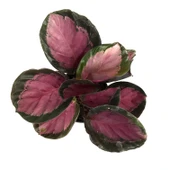 Calathea Picturata 'Crimson' (Dua Çiçeği) thumbnail 2