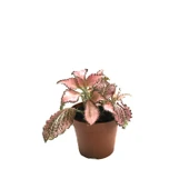 Fittonia - Pembe (Fitonya Çiçeği) thumbnail 1