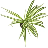 Chlorophytum Comosum (Kurdele Çiçeği) thumbnail 2