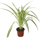 Chlorophytum Comosum (Kurdele Çiçeği) thumbnail 1