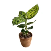 Dieffenbachia Reflector (Difenbahya) thumbnail 1