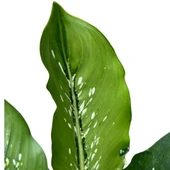 Dieffenbachia 'Crocodile' (Difenbahya Çiçeği) thumbnail 2