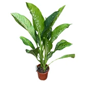 Dieffenbachia 'Crocodile' (Difenbahya Çiçeği) thumbnail 1