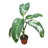 Dieffenbachia 'Yellow Star' (Difenbahya Çiçeği) thumbnail 1